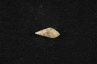 藏品(流紋蜷)的圖片